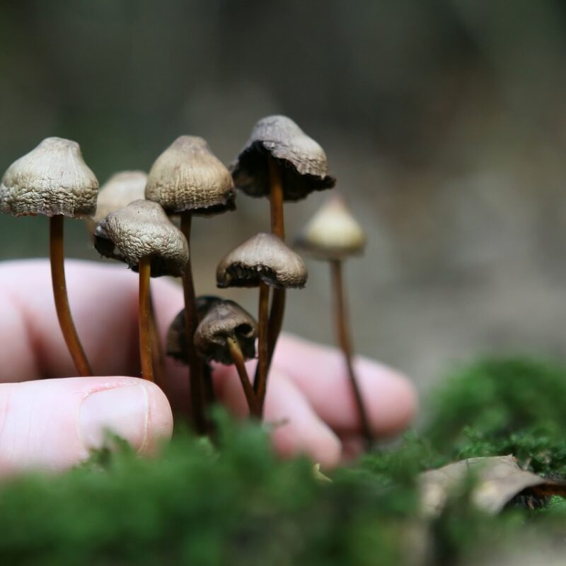 Guide to Magic Mushrooms | Magic Mushrooms Ottawa Canada