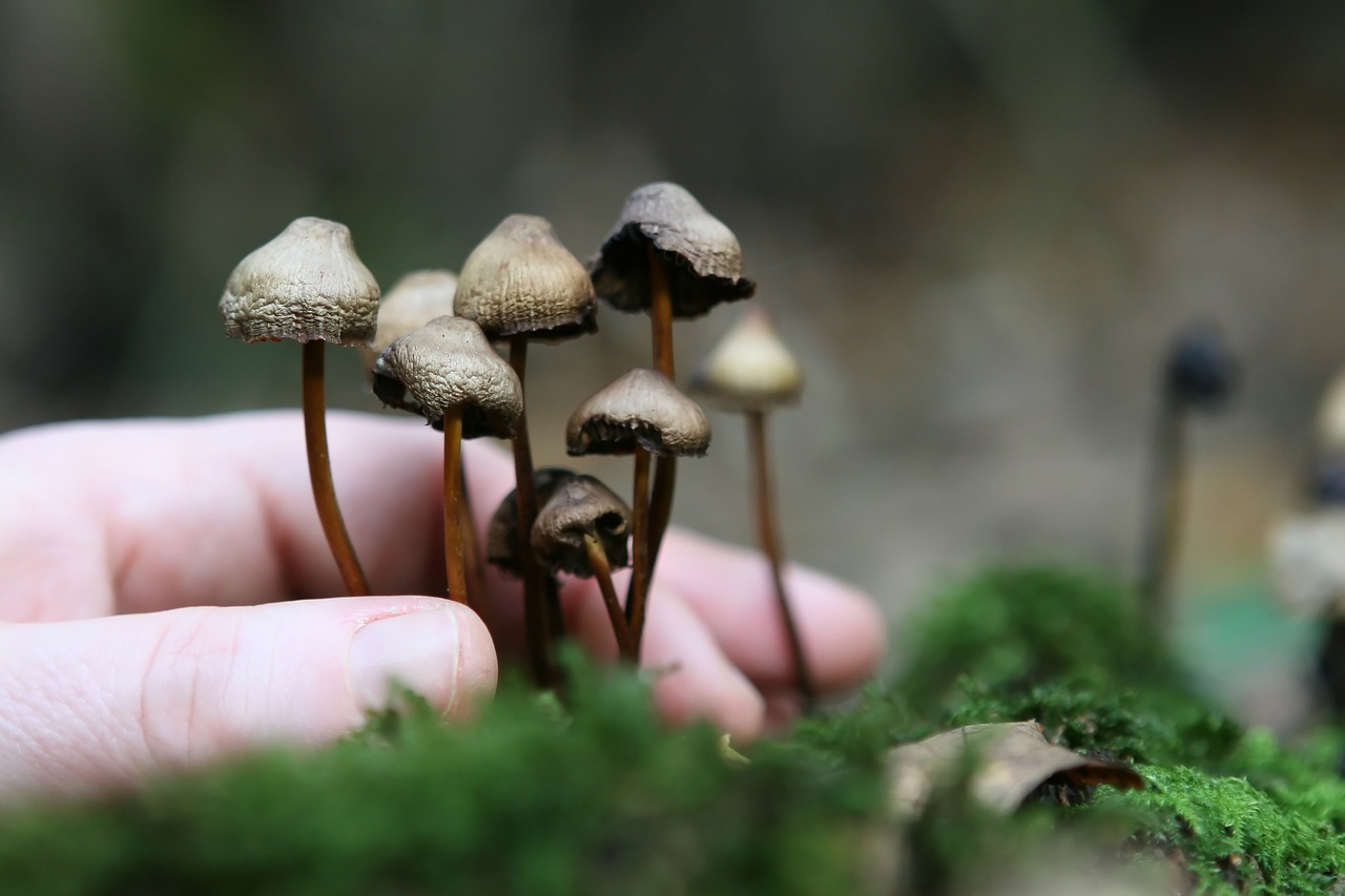 The Root Network of Magic Mushroom Cultivation