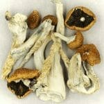 Creeper | Magic Mushrooms Ottawa Canada