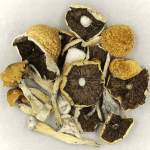 Penis Envy Cubensis | Magic Mushrooms Ottawa Canada