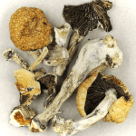 Thai Elephant | Magic Mushrooms Ottawa Canada