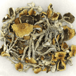 Daddy Long Legs | Magic Mushrooms Ottawa Canada