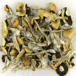 Puerto Rican | Magic Mushrooms Ottawa Canada