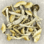 Blue Magnolia Rust | Magic Mushrooms Ottawa Canada