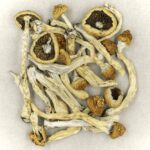 Texas Yellow Cap | Magic Mushrooms Ottawa Canada