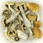 Vietnamese | Magic Mushrooms Ottawa Canada