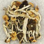Cuban | Magic Mushrooms Ottawa Canada