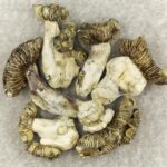 White Burma | Magic Mushrooms Ottawa Canada