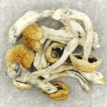 Chitwan Nepal | Magic Mushrooms Ottawa Canada