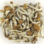 Florida White | Magic Mushrooms Ottawa Canada