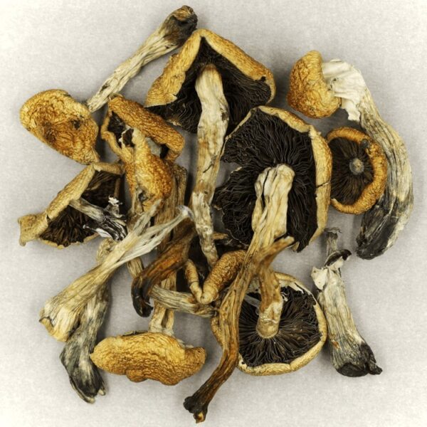 Malabar | Magic Mushrooms Ottawa Canada