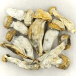 Melmac | Magic Mushrooms Ottawa Canada