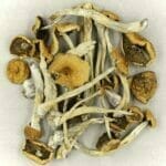 Mexicana | Magic Mushrooms Ottawa Canada