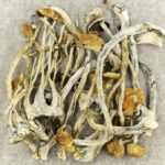 Amazonian Cubensis | Magic Mushrooms Ottawa Canada