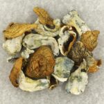 King Kong | Magic Mushrooms Ottawa Canada