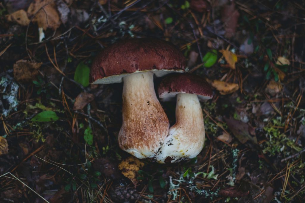 Amazonian Cubensis at Magic Mushrooms Ottawa Canada