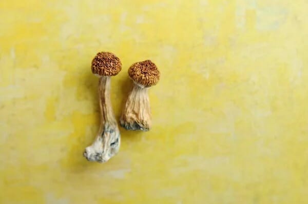 Lemon Tek at Zoomies Canada | Magic Mushrooms Ottawa Canada