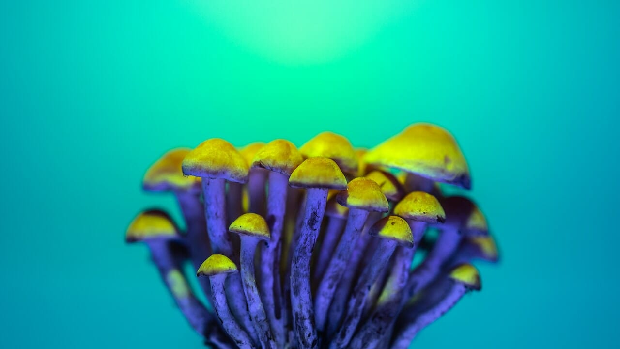 Exploring Psychedelic Chemistry: The Possibilities of LSD-Infused Edibles
