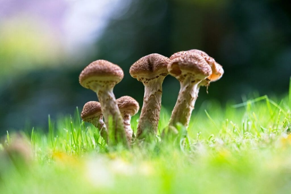 Why Choose a Mushroom Dispensary? Mushroom Dispensary