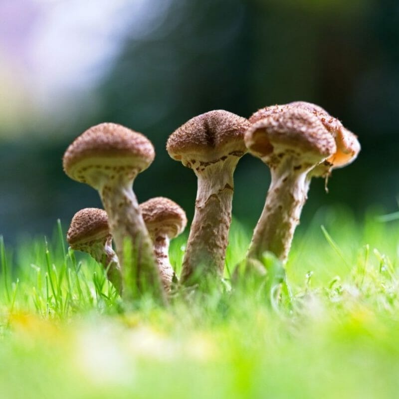 Mushroom Dispensary | Magic Mushrooms Ottawa Canada