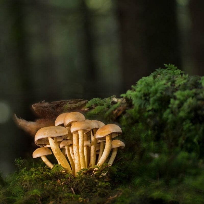 Strongest Mushroom Strains | Magic Mushrooms Ottawa Canada