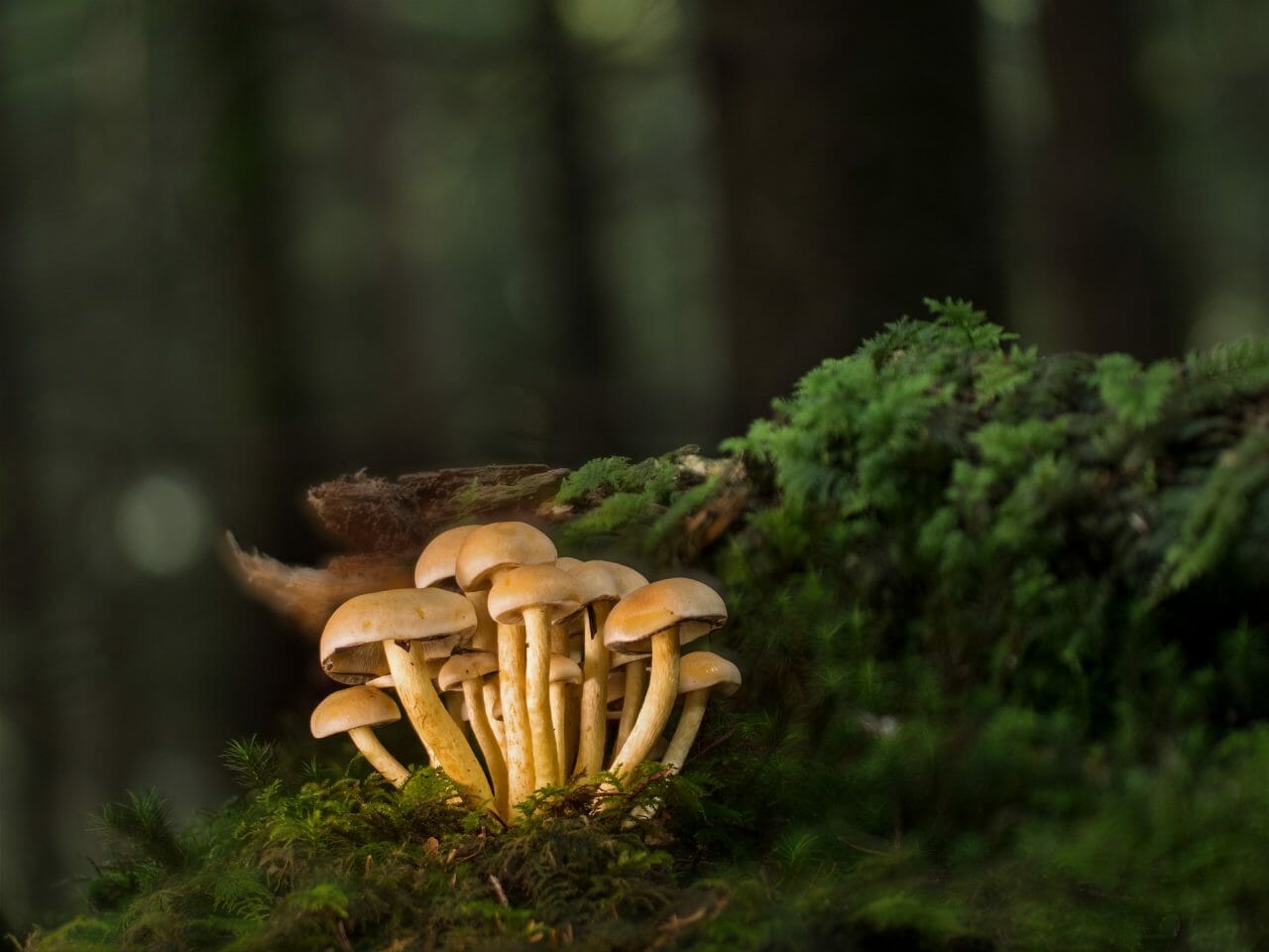 The Most Potent Magic Mushrooms, Ranked by Strength