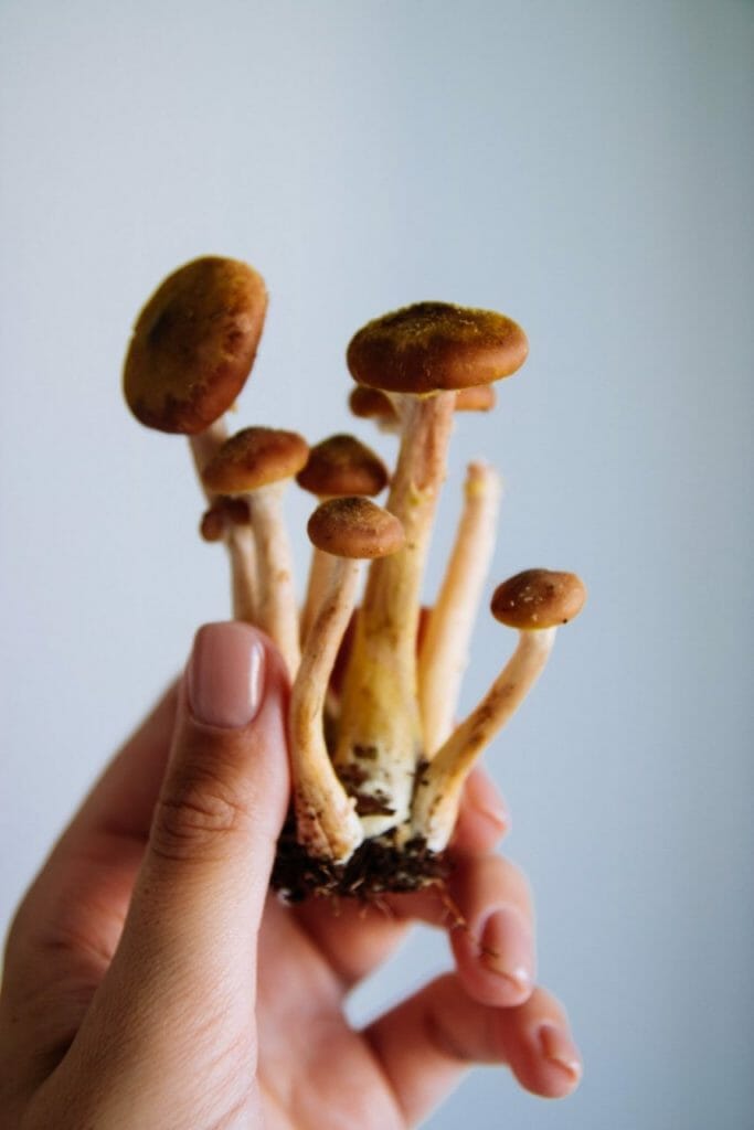 The Numerous Advantages of Magic Mushrooms Beyond Physical Health Mushroom dispensary benefits