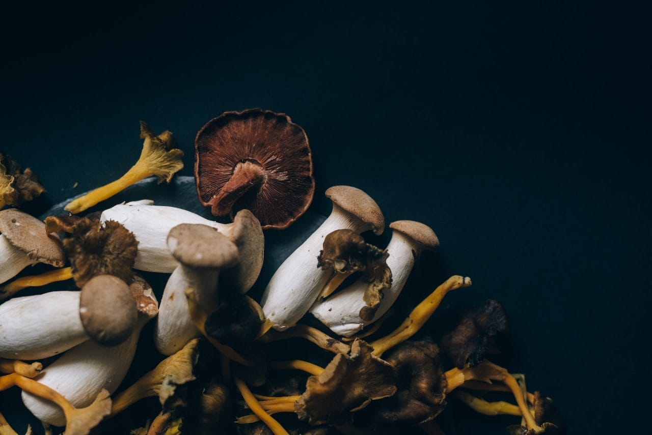 Studies Indicate That Dehydrated Psychedelic Mushrooms Induce a Feeling Similar to a ‘Lucid Dream’