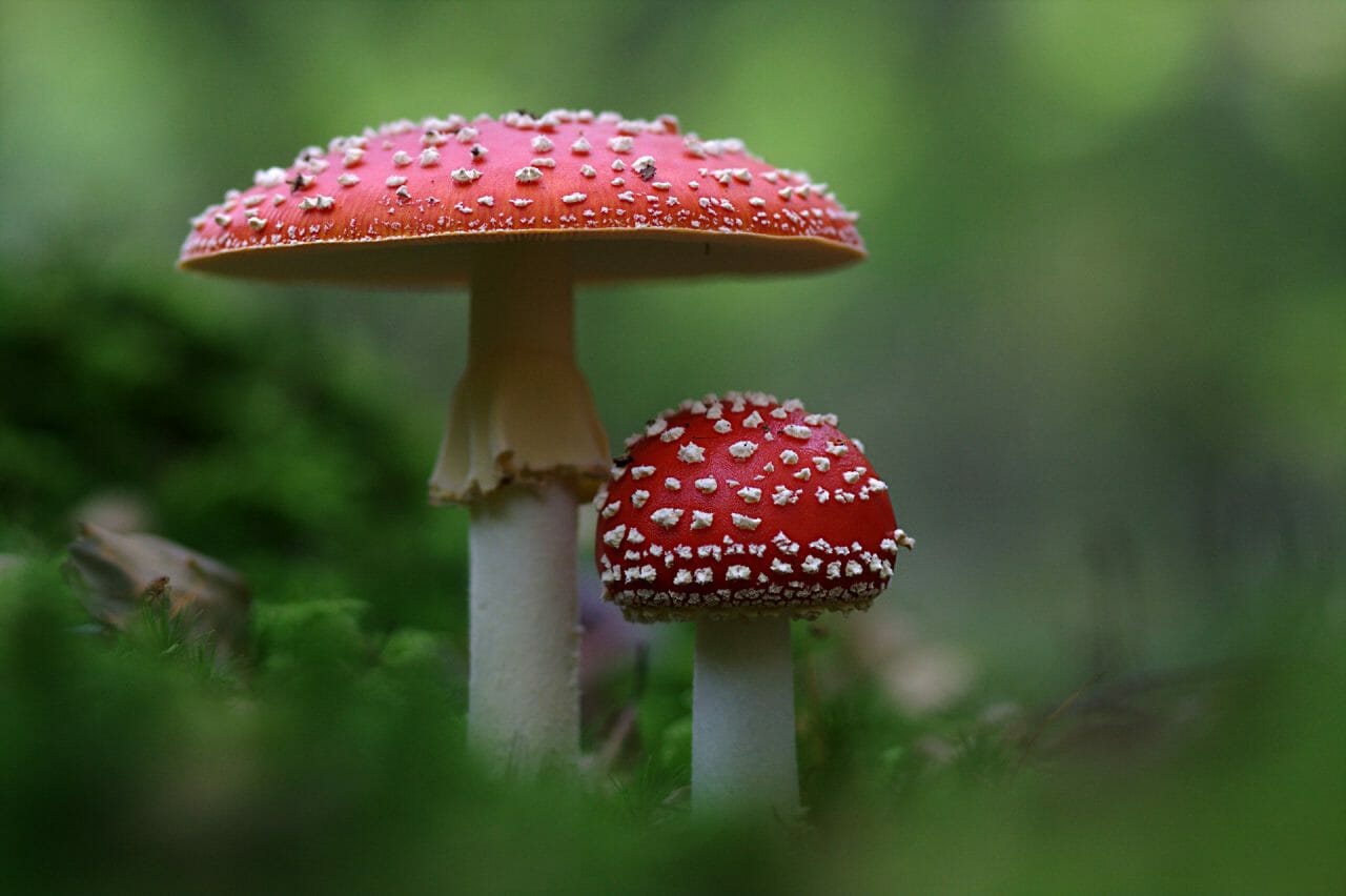 The Emergence of Magic Mushrooms in Canada: Leading Varieties to Experiment With