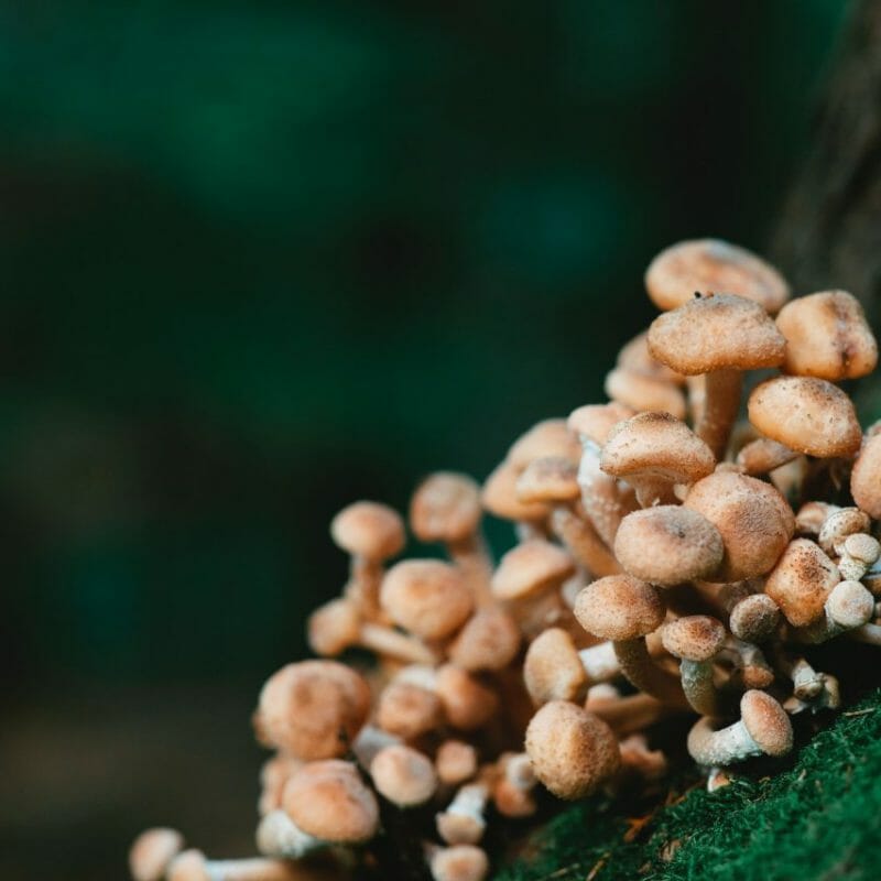 Mushroom Dispensary - Zoomies | Magic Mushrooms Ottawa Canada