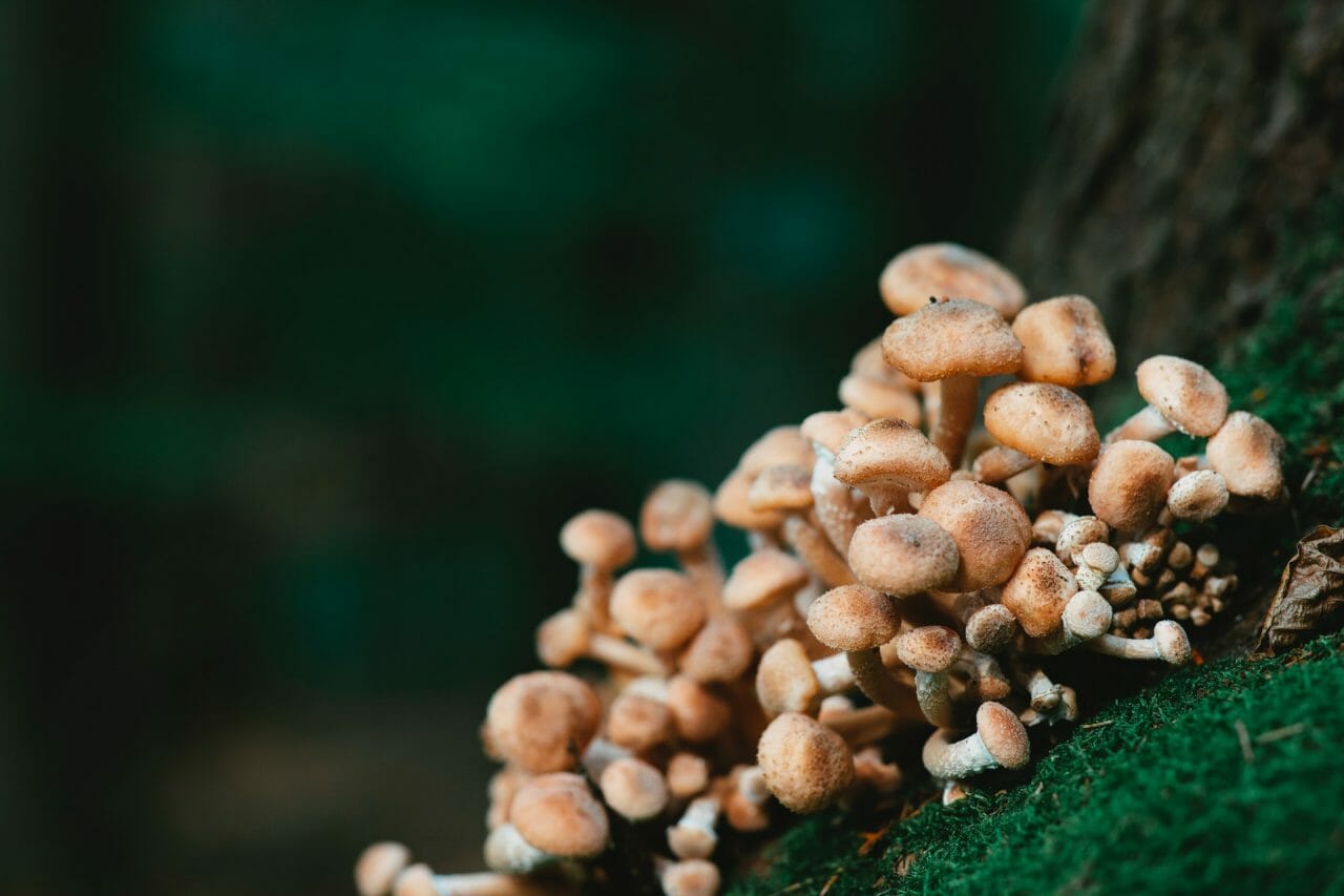 Offerings of Mushroom Dispensary for Treating Depression