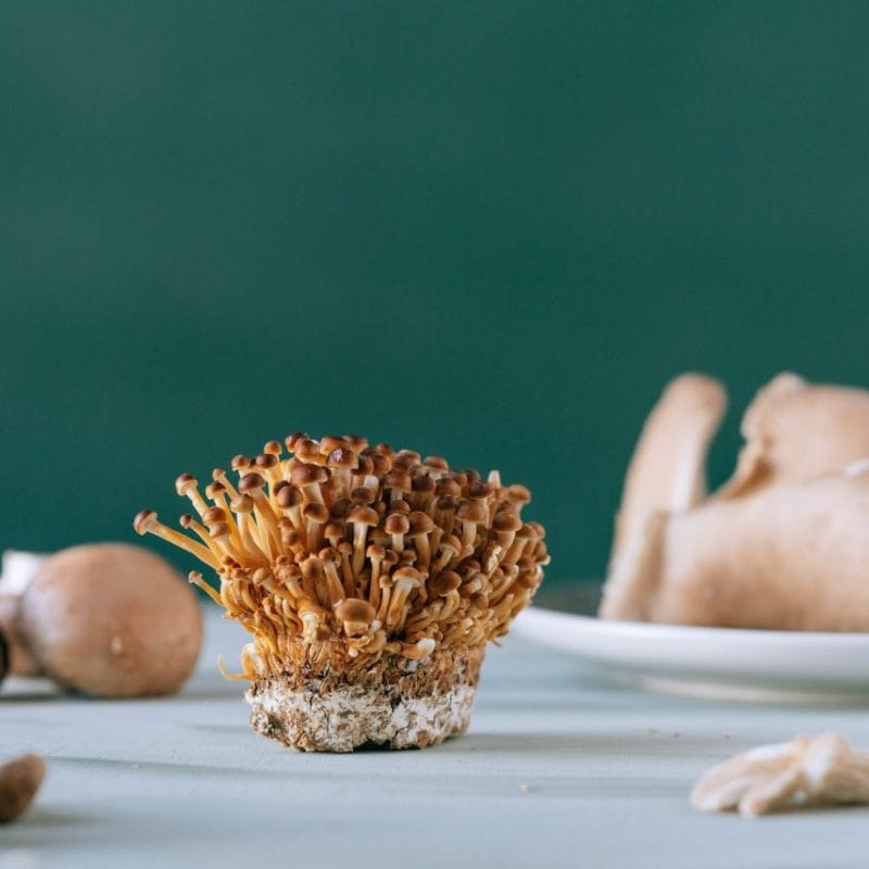 Buy Magic Mushroom | Magic Mushrooms Ottawa Canada