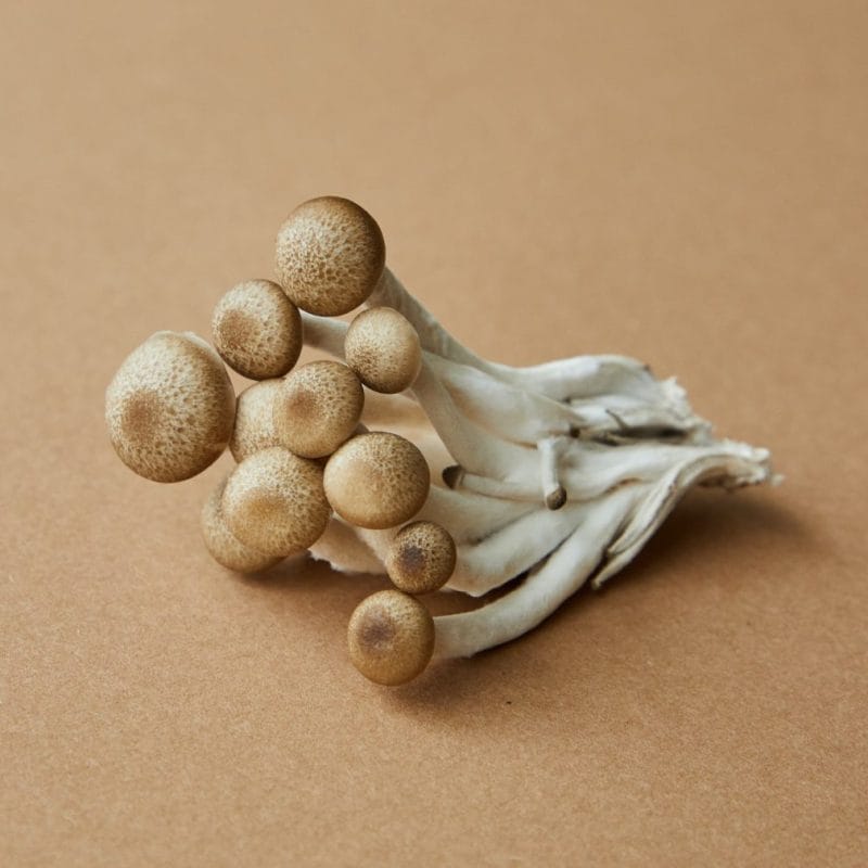 strongest mushroom strain | Magic Mushrooms Ottawa Canada