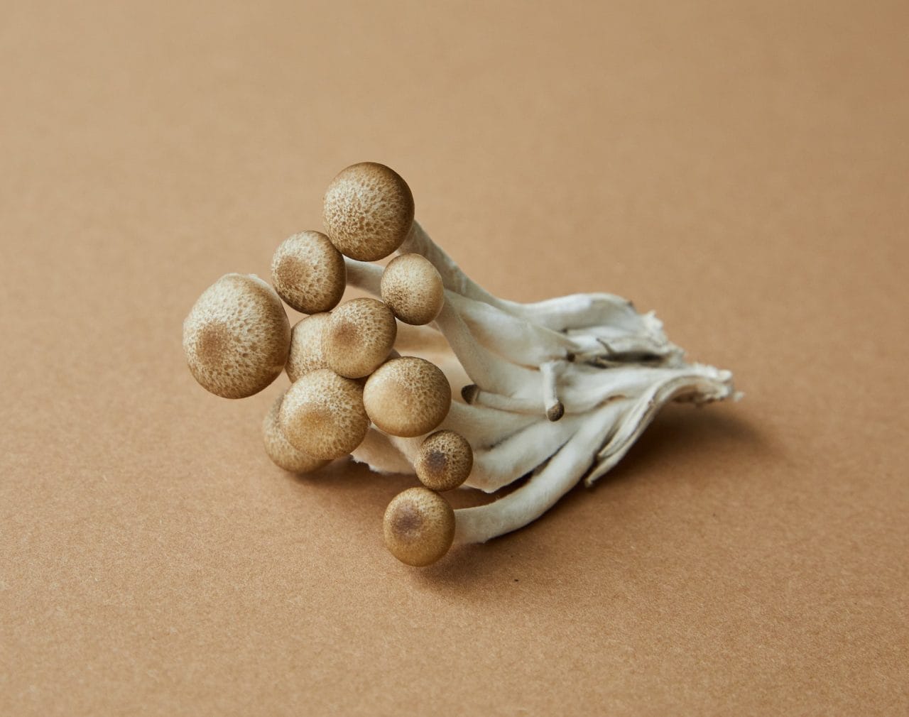 A Detailed Examination of ‘Penis Envy’: The Most Potent Mushroom Strain