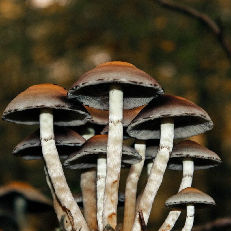Microdose Mushrooms | Magic Mushrooms Ottawa Canada