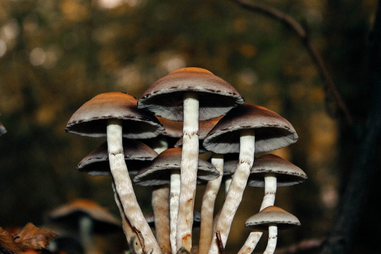 A Collection of Cases on Microdose Mushrooms Utilized for Alleviating Chronic Pain