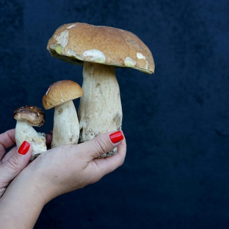 Shrooms Online | Magic Mushrooms Ottawa Canada