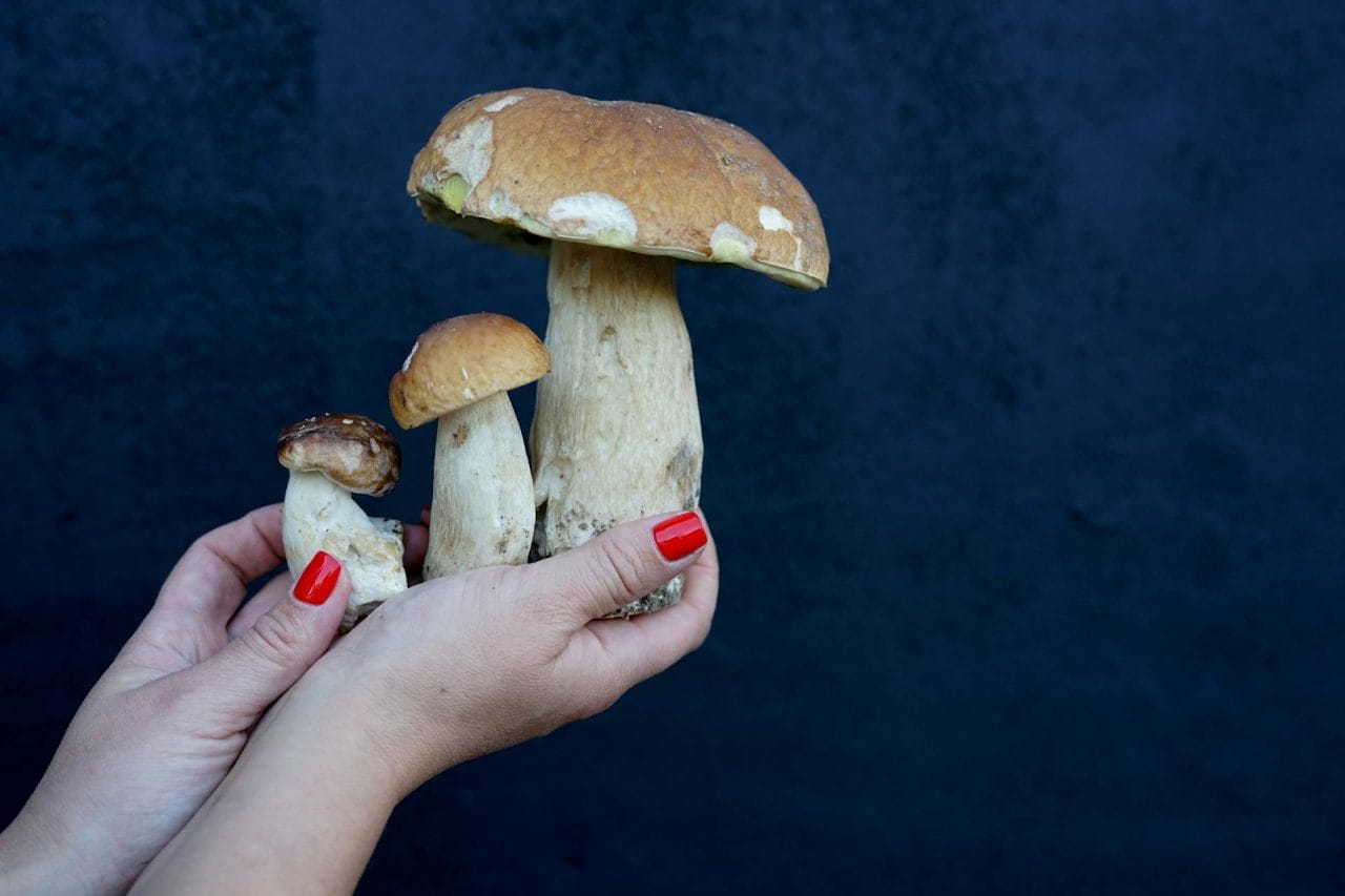 Five Mushrooms You Must Try Nearby