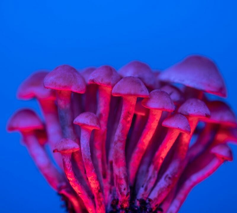 Shrooms Delivery in Canada | Magic Mushrooms Ottawa Canada