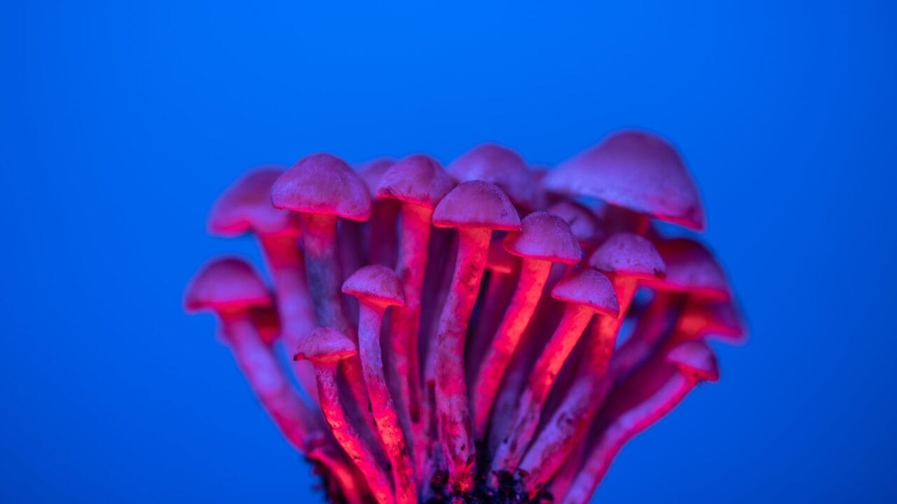 Delivering Shrooms for Boosting Cognitive Abilities: Unveiling the Advantages of Nootropics