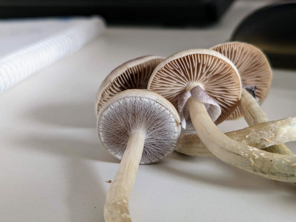 Magic Mushrooms at Magic Mushrooms Ottawa Canada