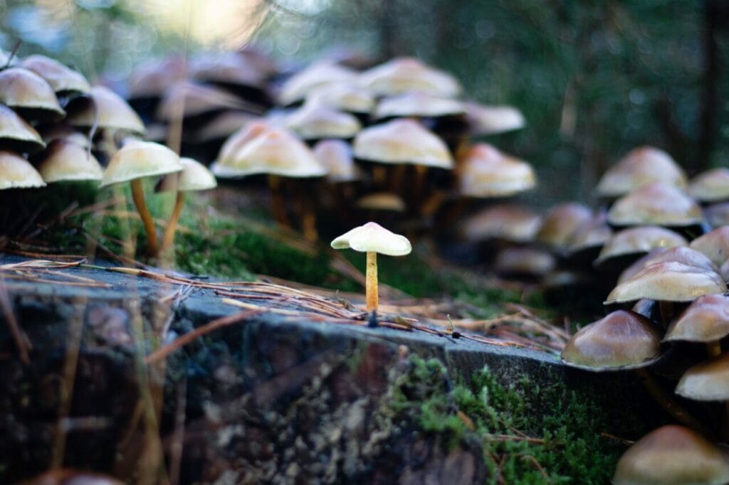 Shroom Delivery at Magic Mushrooms Ottawa Canada