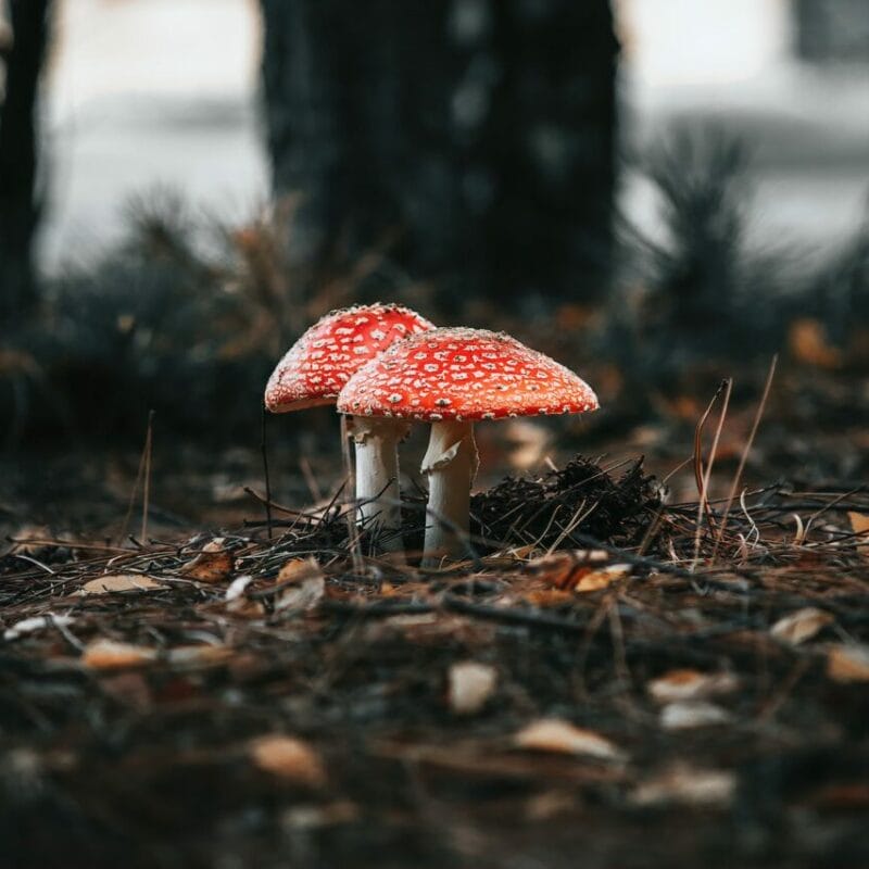 Shroom online delivery at Zoomies Canada | Magic Mushrooms Ottawa Canada