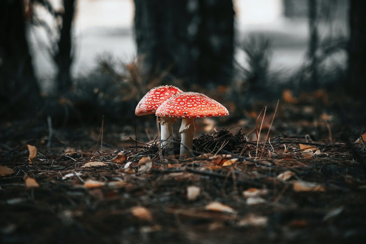 The Emergence of Psilocybin: Its Production, Study, and Future Prospects