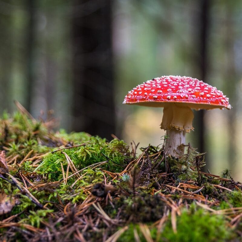 Shrooms Online in Canada | Magic Mushrooms Ottawa Canada