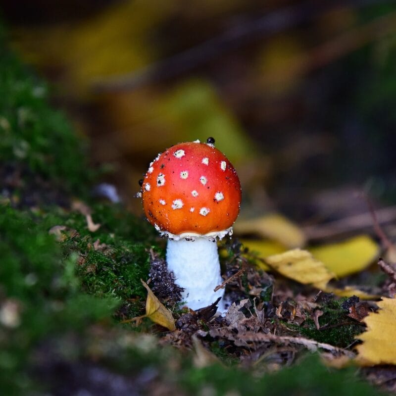 buy LSD online in Canada | Magic Mushrooms Ottawa Canada