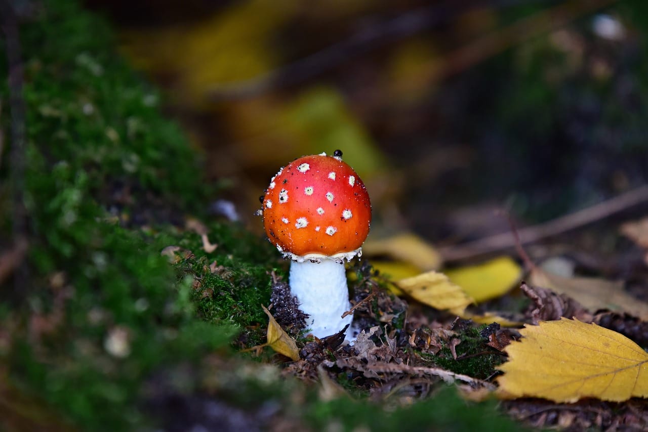 Can LSD Induce Happiness? Expert Insights