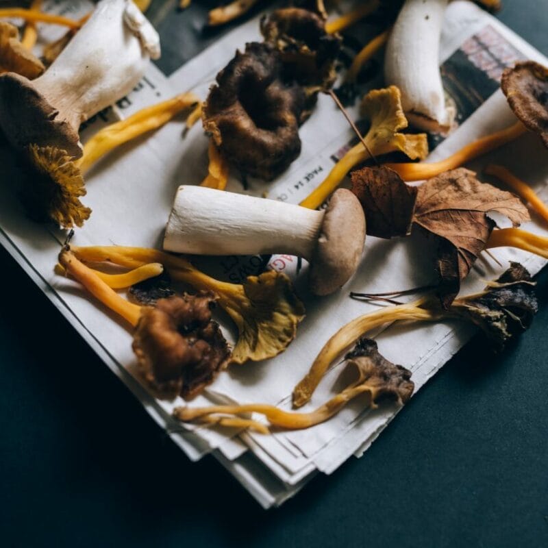 Mushroom chocolate at Zoomies Canada | Magic Mushrooms Ottawa Canada
