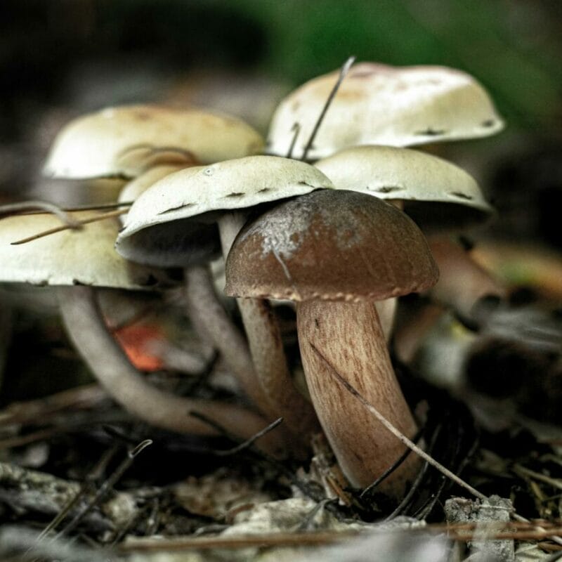 psilocybin mushroom | Magic Mushrooms Ottawa Canada