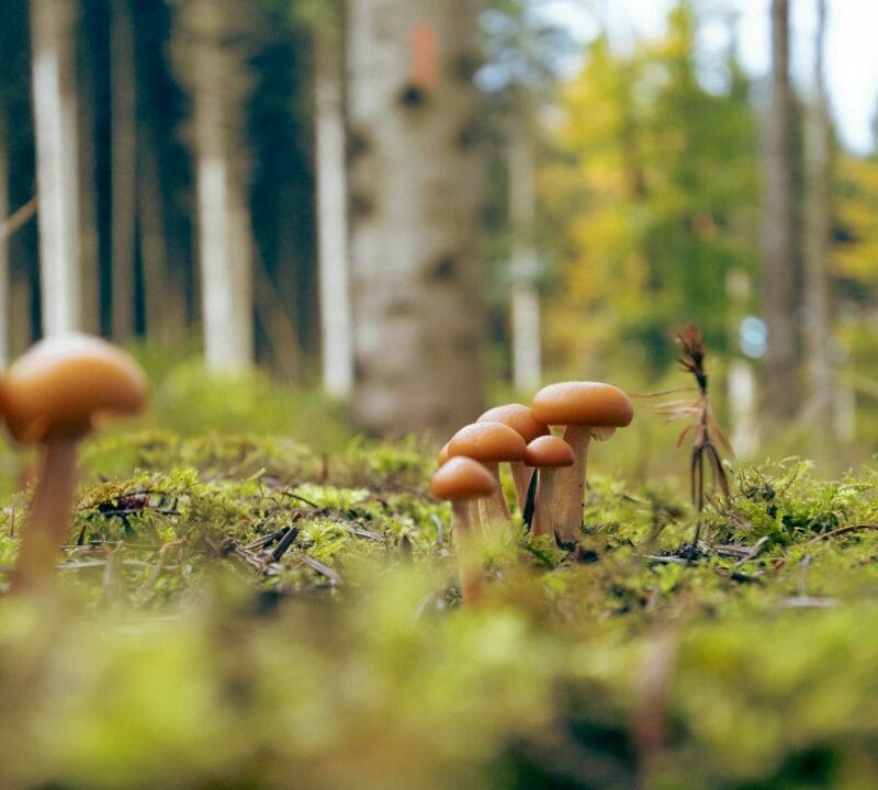 Magic Mushroom Dispensary | Magic Mushrooms Ottawa Canada
